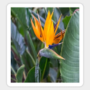 Bird of Paradise flower Sticker